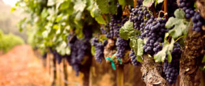 truffle and wine tours